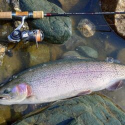 大型７本！ ～天竜川ルアーフライテンカラ専用区～